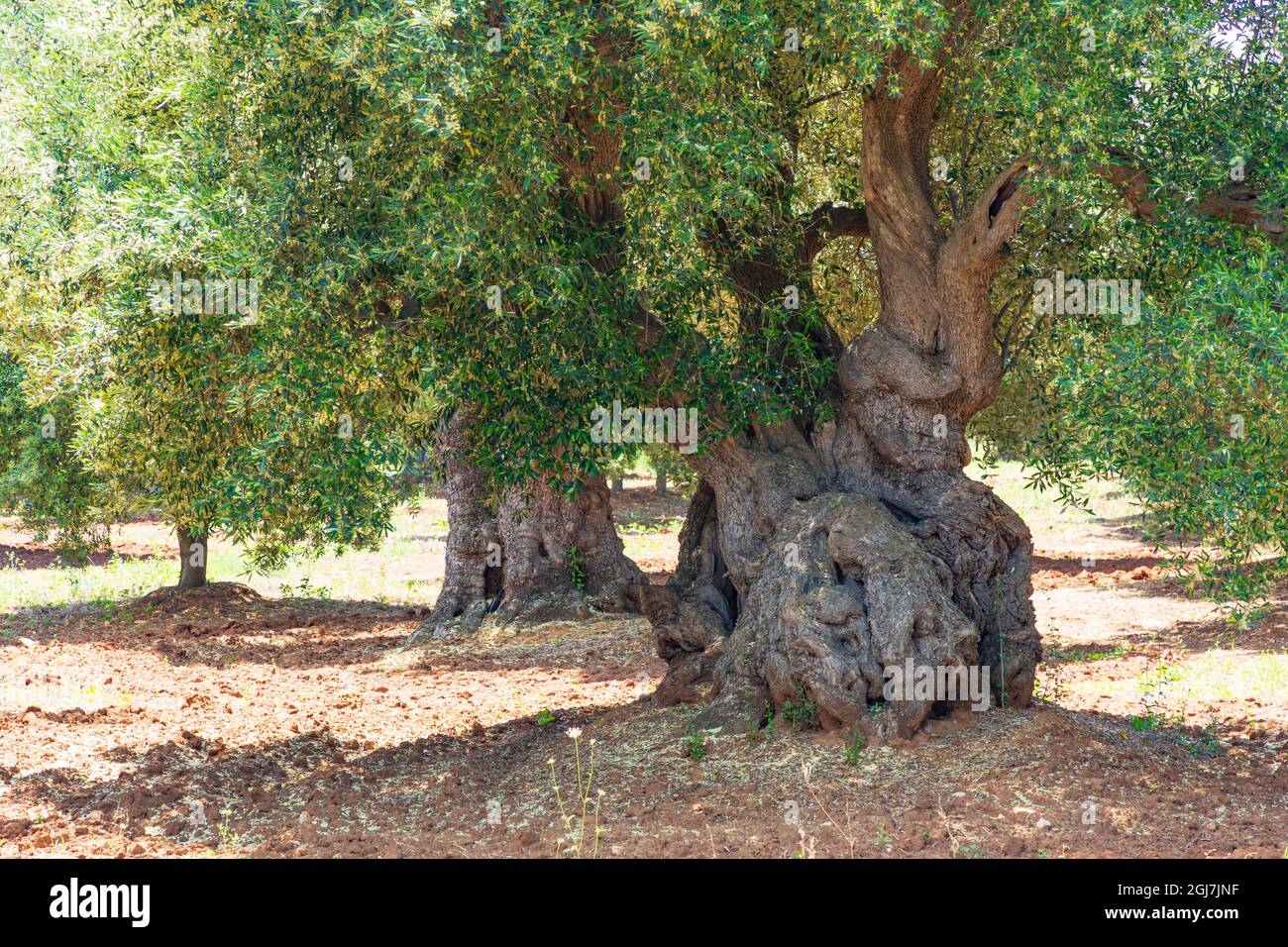 Italien, Apulien, Provinz Brindisi und Ostuni. Riesige alte Olivenbäume. Stockfoto
