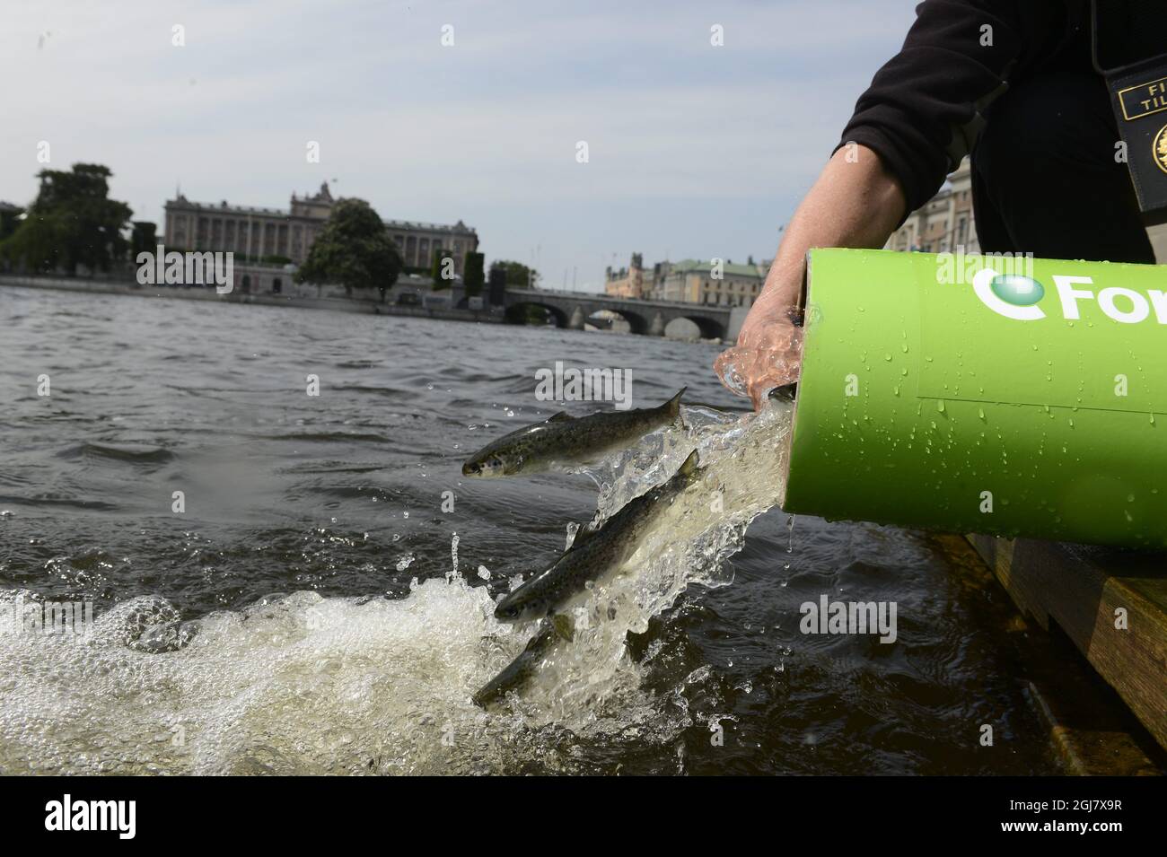 STOCKHOLM 20130603 Junge Bachforellen und Lachs springen vor dem Parlamentsgebäude in Stockholm, 3. Juni 2013 ins Meer. Seit 1973 wurden jährlich 30.000 junge Fische in den Gewässern Stockholms gepflanzt, um Sportfischer zu erfreuen, die die Kais und Brücken der Stadt säumen. Der größte Lachs, der in Stockholm gefangen wurde, wog 21,8 Kilo (51.4 lb). Foto Leif R Jansson SCANPIX kod 10020 Stockfoto