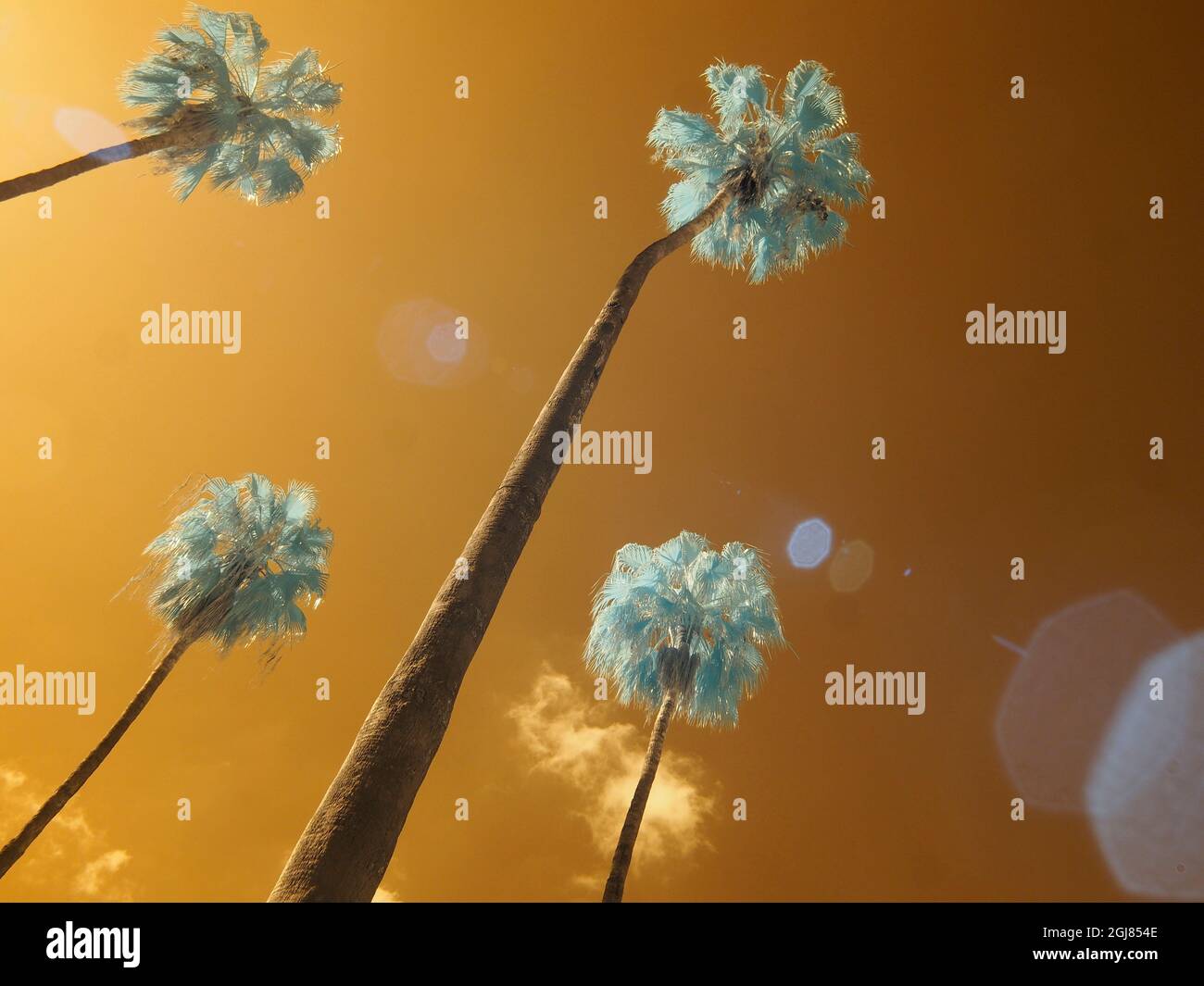 Italien, Sizilien, Palermo. Palmen im Garten Bonanno Palermo Stockfoto
