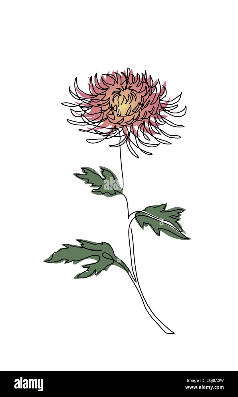 Chrysantheme Herbst Blume Skizze. Zweig kontinuierliche Linie Vektor-Design. Eine fortlaufende Linienzeichnung, Kunstillustration des Chrysanthemum-Zweiges Stock Vektor