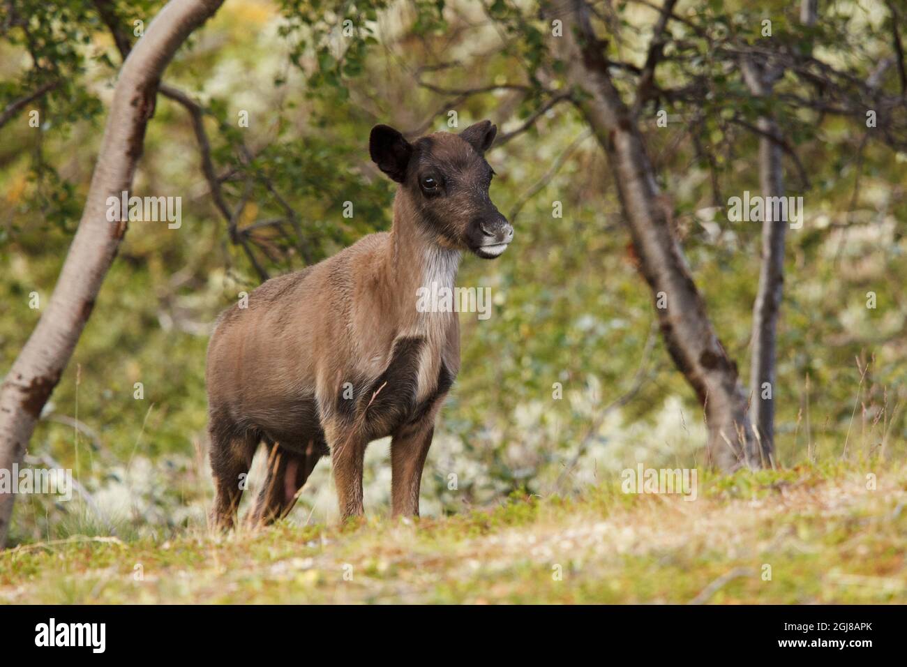 PADJELANTA 2011-08-12 Reindeercalf im Padjelanta Nationalpark. Der Nationalpark Padjelanta liegt im Gebiet von Laponia, der Nordschweden-Region des Polarkreises. Laponian in Schwedisch Lappland ist Europas größte zusammenhängende Naturlandschaft mit nahezu unberührter Natur und es ist das größte Gebiet der Welt (und eines der letzten) mit einer angestammten Lebensweise, die auf der saisonalen Bewegung von Nutztieren basiert. Laponian ist ein UNESCO-Weltkulturerbe **** Kyrkkata i Staloluokta - Padjelanta Nationalpark. Foto Henrik von Klopp / SCANPIX Kod 11189 Stockfoto
