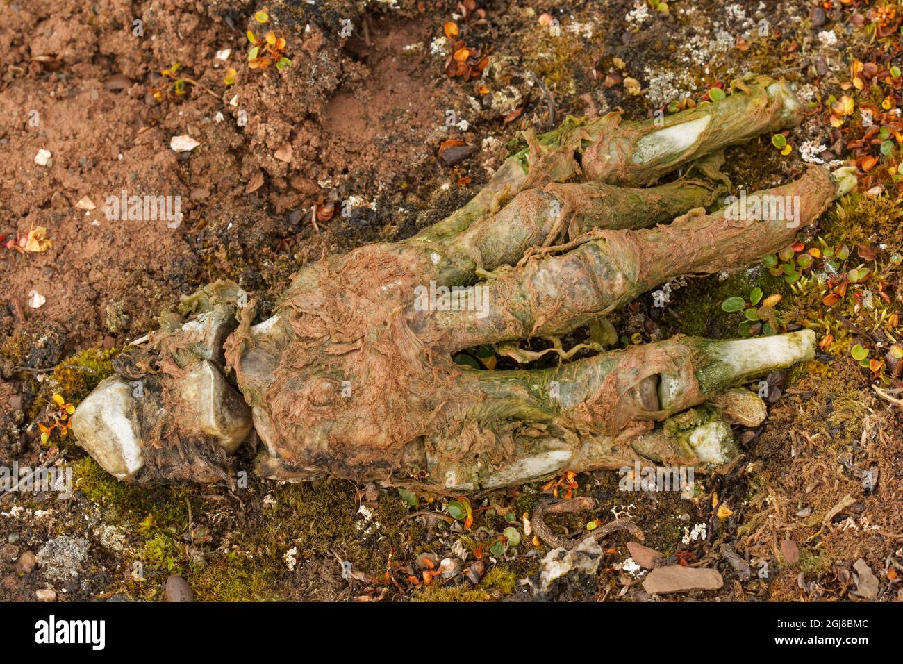 Skelettreste des vorderen Fußes des verstorbenen Eisbären, Spitzbergen, Norwegen. Stockfoto