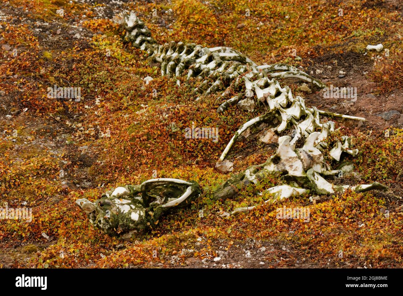Skelettreste eines verstorbenen Eisbären, Svalbard, Norwegen. Stockfoto