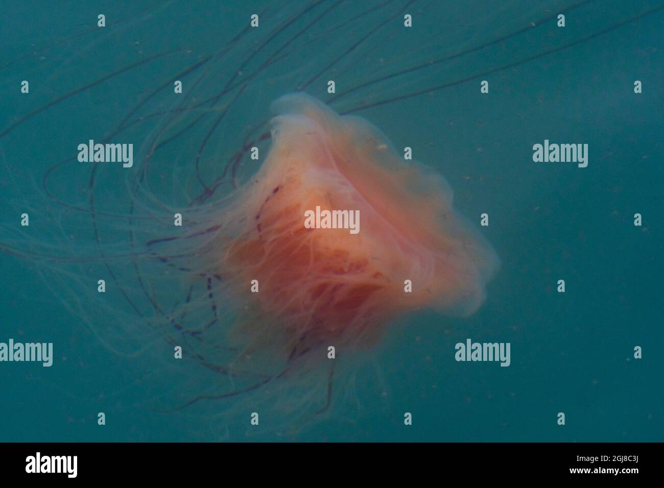 Spitzbergen. Kleine orangefarbene Quallen schwimmen und schlecken ihren Stacheln nach. Stockfoto