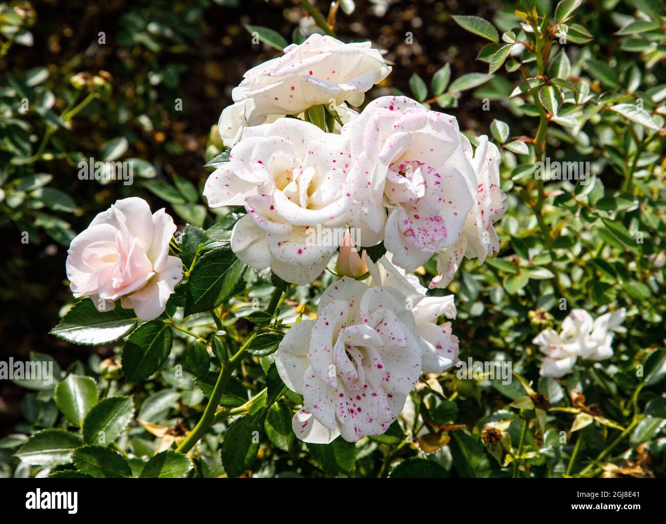 Roses befinden sich im Lazienki Park in Warschau. Stockfoto