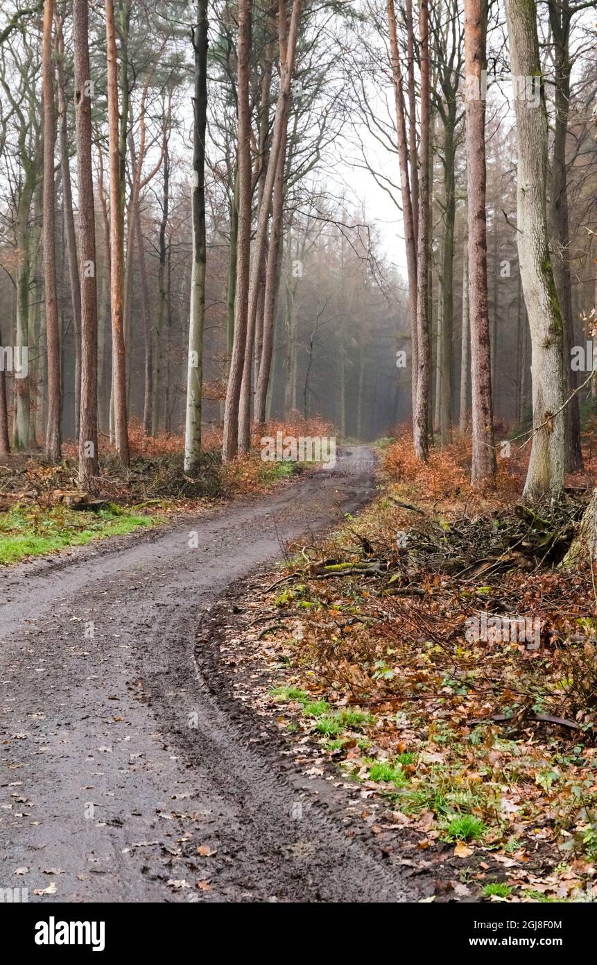 Verlassene unheimliche Waldwege oder Wanderwege in einem Wald in der ländlichen Landschaft während der Wintersaison in Westerwald, Rheinland-Pfalz, Deutschland Stockfoto