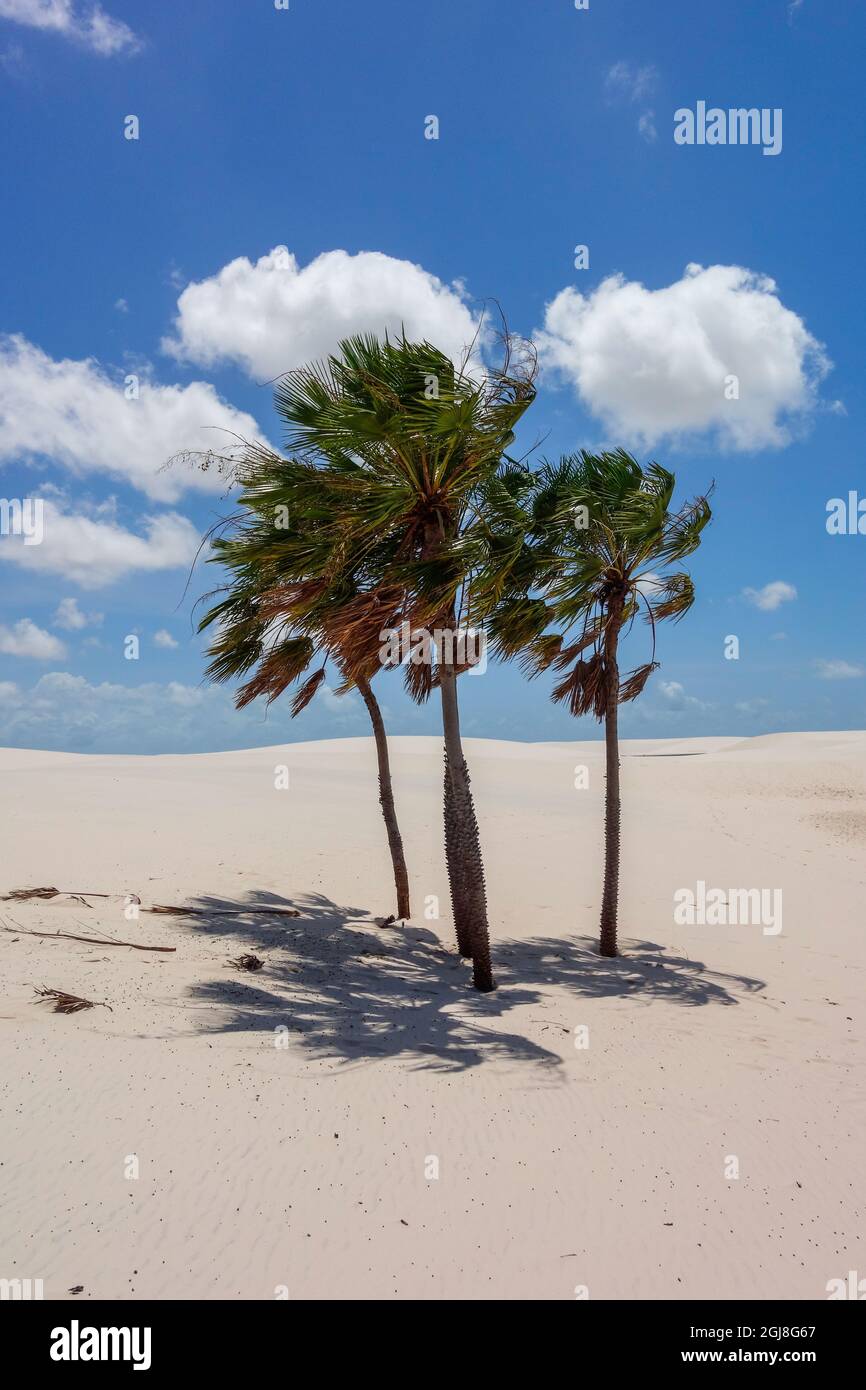 Schöne Aufnahme von Palmen gegen einen bewölkten Himmel Stockfoto