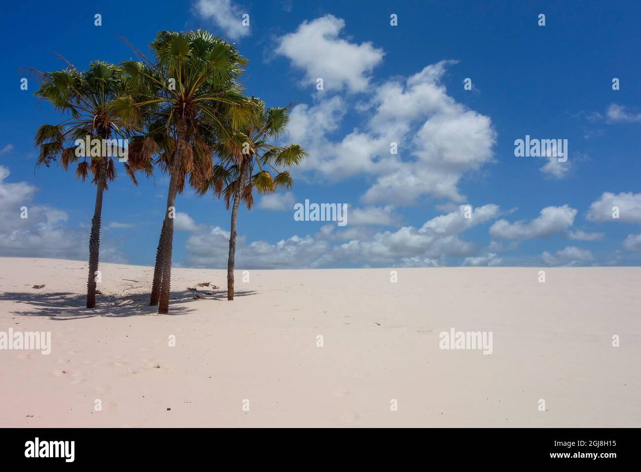 Schöne Aufnahme von Palmen gegen einen bewölkten Himmel Stockfoto