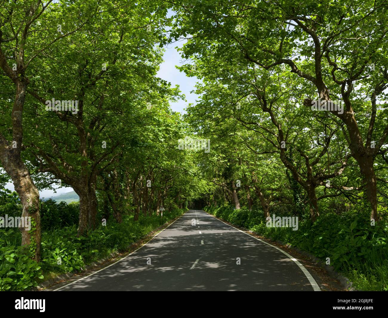 Straße mit Bäumen gesäumt. Faial Island, eine Insel auf den Azoren im Atlantischen Ozean. Die Azoren sind eine autonome Region Portugals. Stockfoto