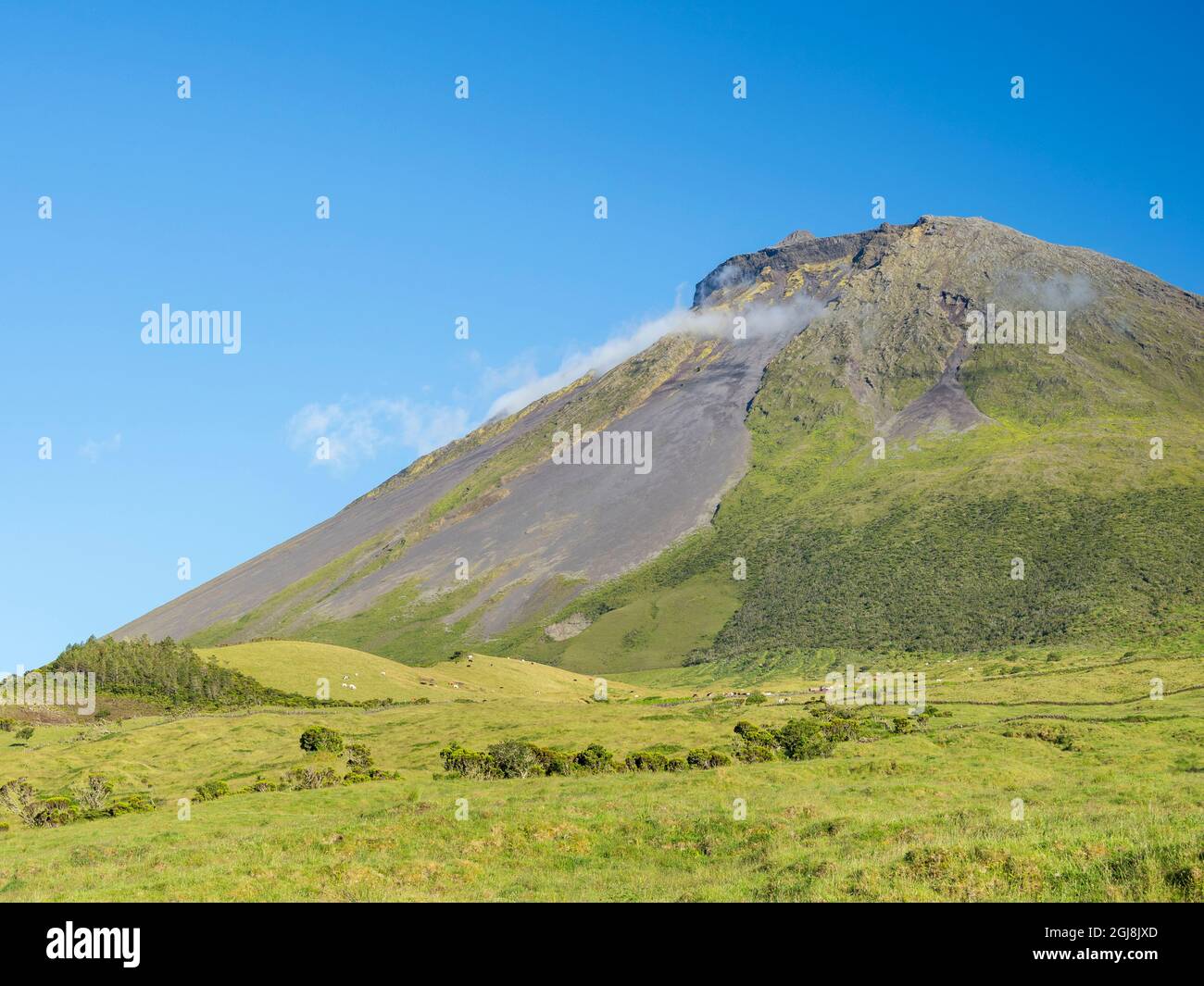 Vulcano Pico, Weide mit Kühen. Pico Island, eine Insel auf den Azoren im Atlantischen Ozean. Die Azoren sind eine autonome Region Portugals. Stockfoto