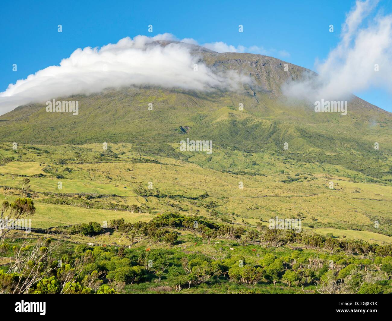 Vulcano Pico, Weide mit Kühen. Pico Island, eine Insel auf den Azoren im Atlantischen Ozean. Die Azoren sind eine autonome Region Portugals. Stockfoto