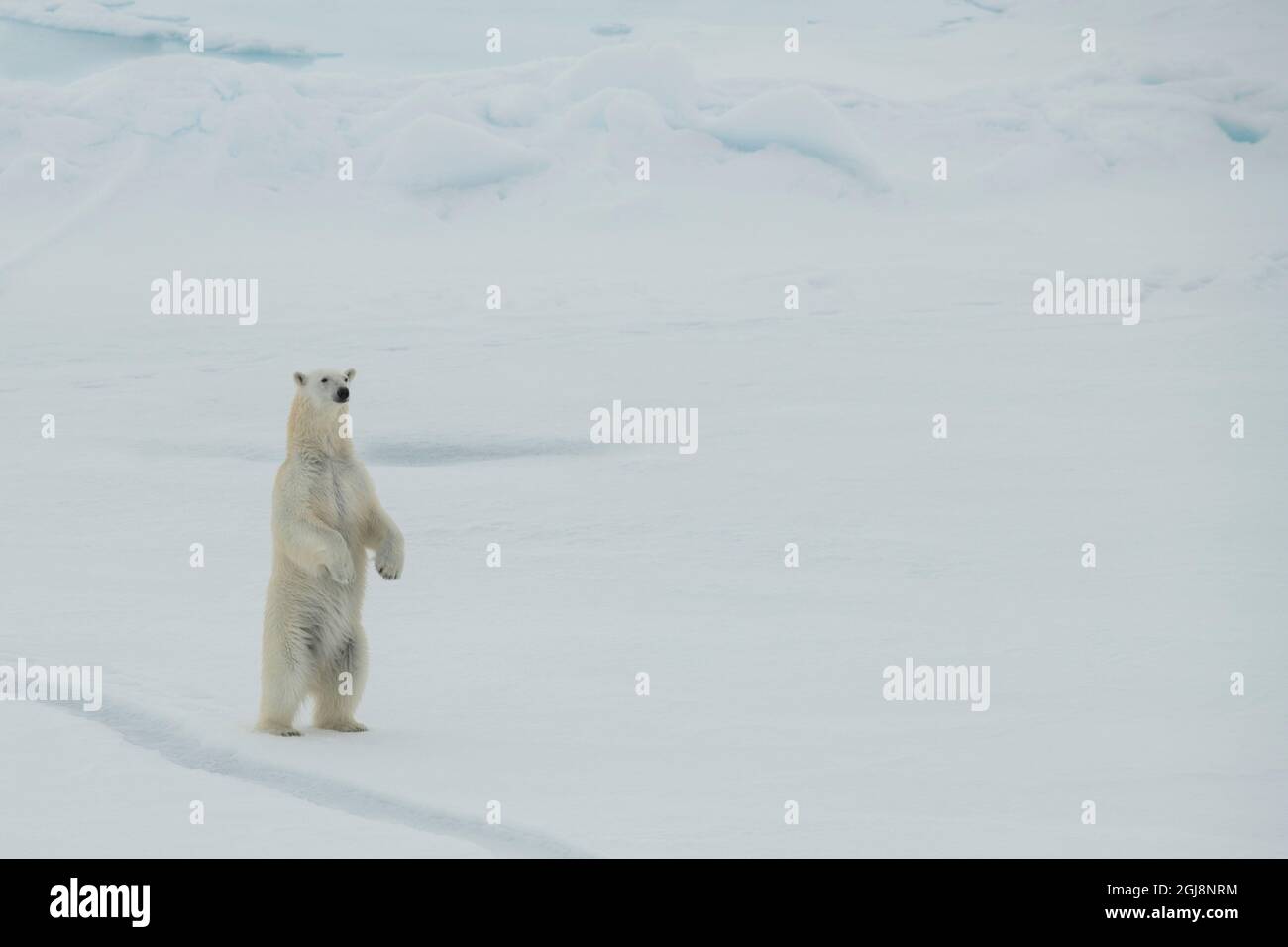 Russland, hohe Arktis. Polar Bear bei 84.53° Nord. Stockfoto