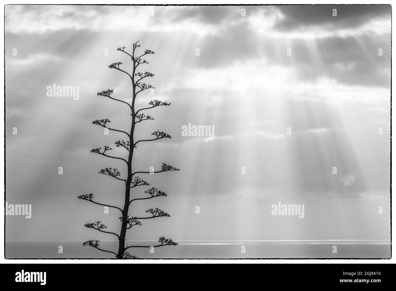 Spanien, Kanarische Inseln, La Palma, Santa Cruz de la Palma, dramatischer Himmel und Baum Stockfoto