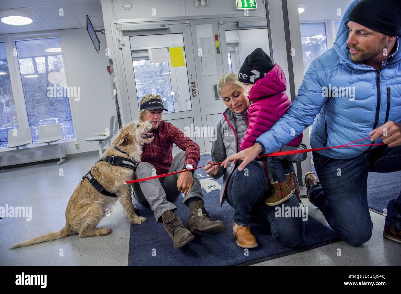 STOCKHOLM 2015-03-20 Hund Arthur wird zusammen mit seiner neuen Familie  Lindnor in Stockholm, Schweden, am 20. März 2015 in ein Tierarztkrankenhaus  gebracht. Arthur wurde am Freitag aus der viermonatigen Quarantäne  entlassen. Er