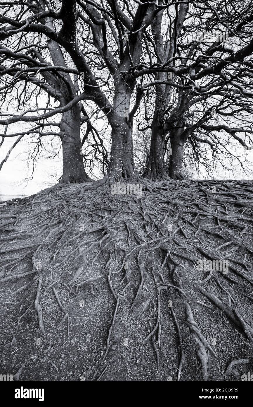 Baum und Wurzeln in Avebury, Großbritannien. Eine bedeutende neolithische und mittelalterliche Stätte mit stehenden Steinen. Stockfoto