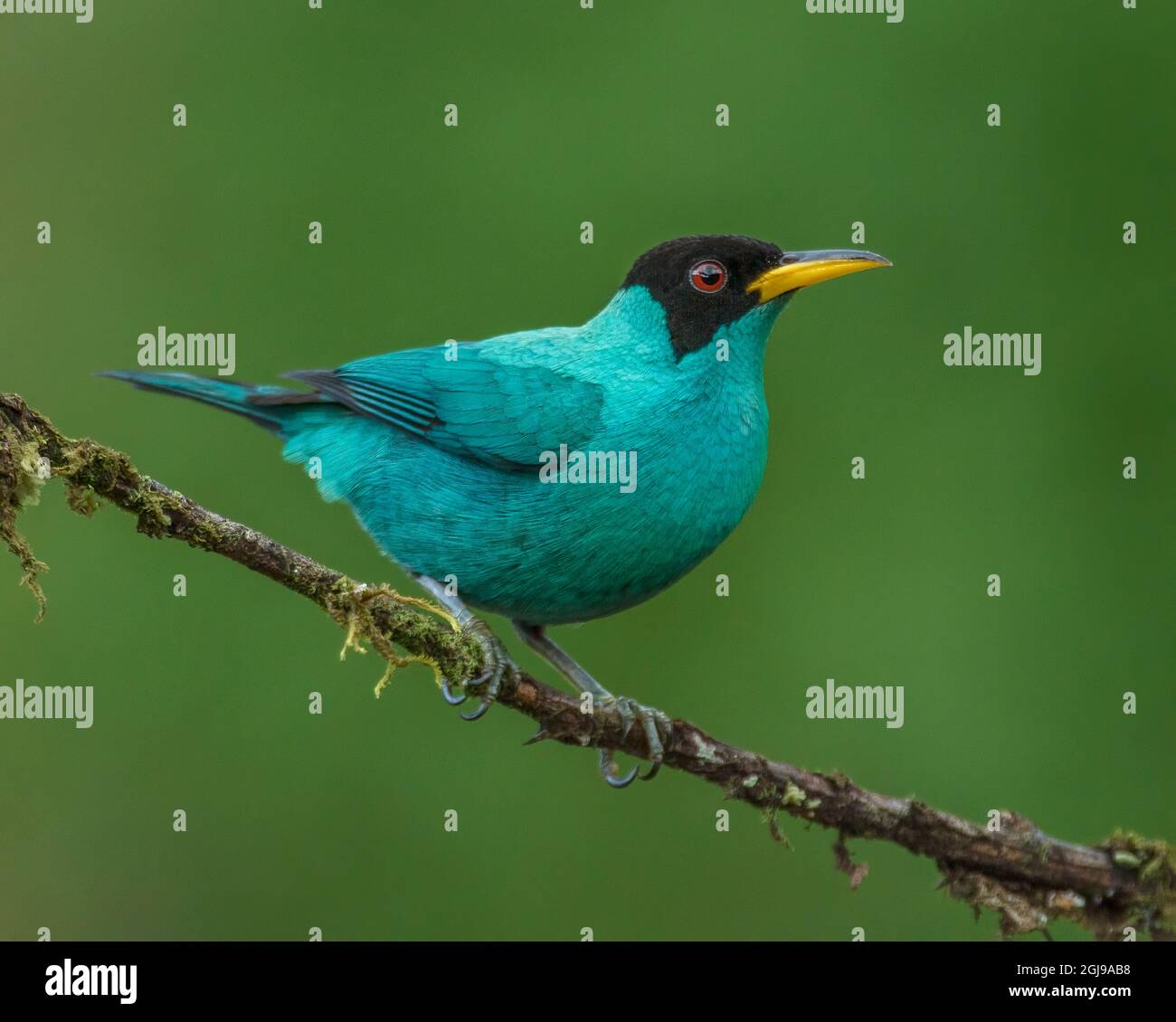 Männlicher grüner Honigkräher (Chlorophanes spiza), der auf einem Zweig in Costa Rica thront Stockfoto