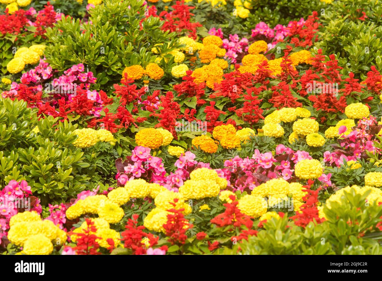 Kroatien, Split. Leuchtende Farben blühen um den Franjo Tudman Brunnen herum. Stockfoto