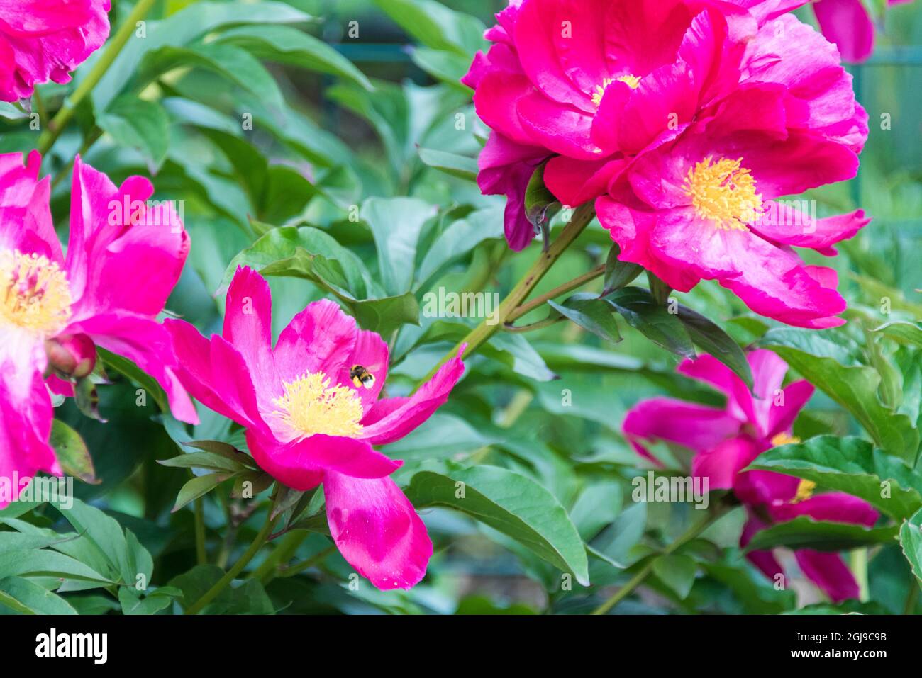 Kroatien, Botanischer Garten Zagreb. Mit Pollen gefüllte Beutel auf Hummel, die sich der Pfingstrose nähert. Stockfoto