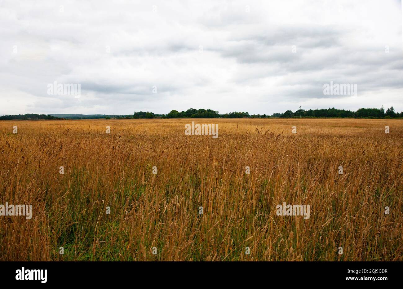 Drei Meilen südlich von Culloden am 16. April 1746 fand die letzte Schlacht des jakobitischen Aufstands gegen die britische Herrschaft statt. Stockfoto