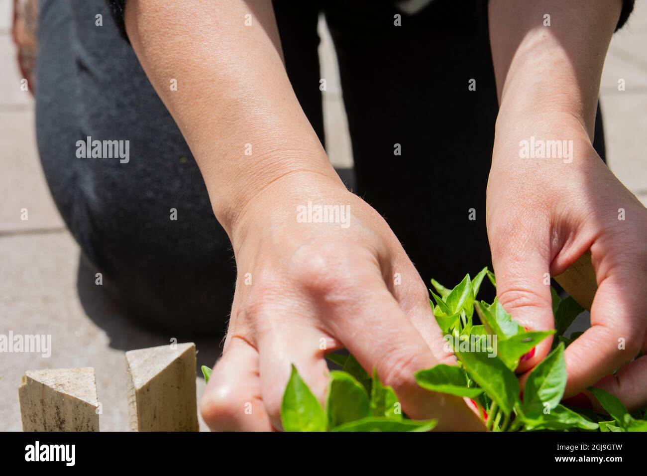 Junge Frau mit rotem Nagellack kümmert sich um Pfefferpflanzen im Garten. Selektive Fokuszeiger Stockfoto