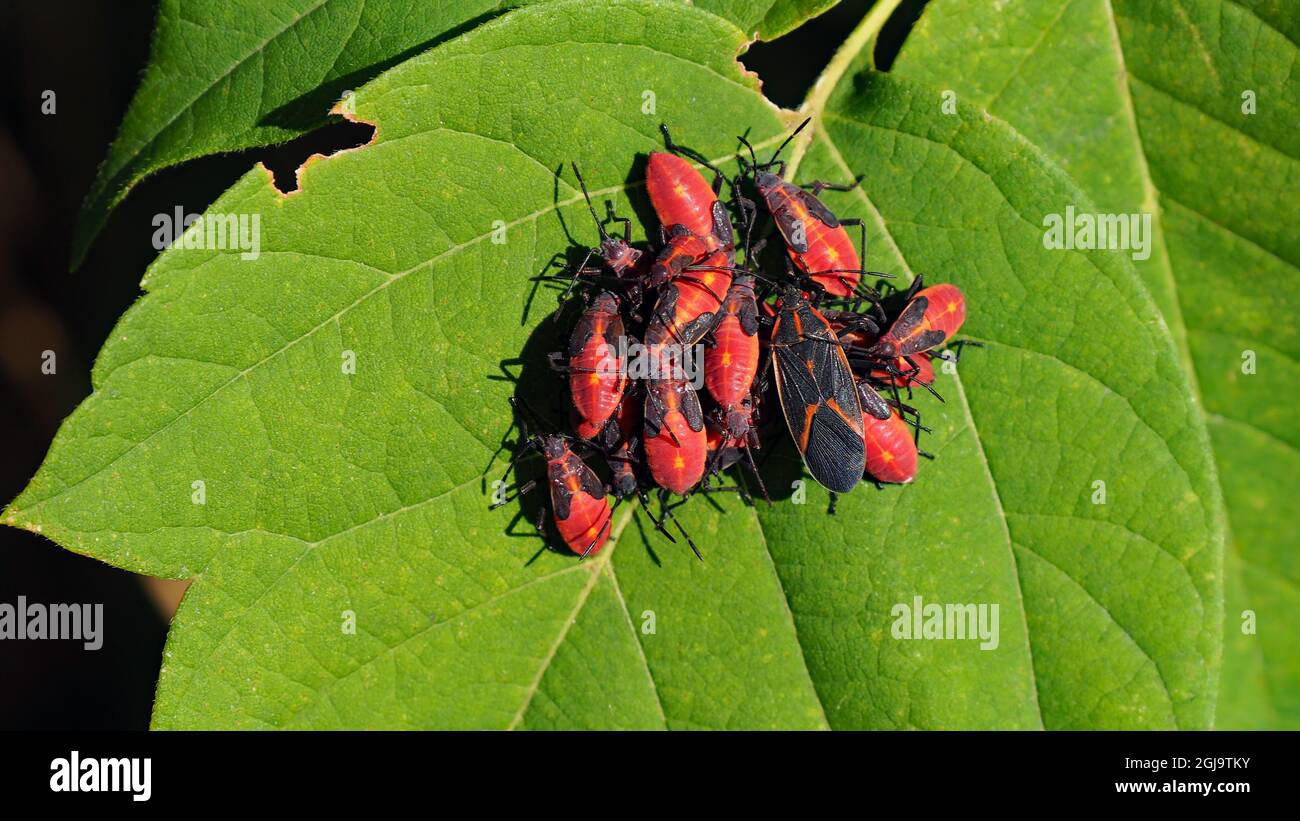 OLYMPUS DIGITALKAMERA - Nahaufnahme einer Familie von Käfern mit Kastenelder, die im Sonnenlicht auf einem Baumblatt im Wald ruhen. Stockfoto