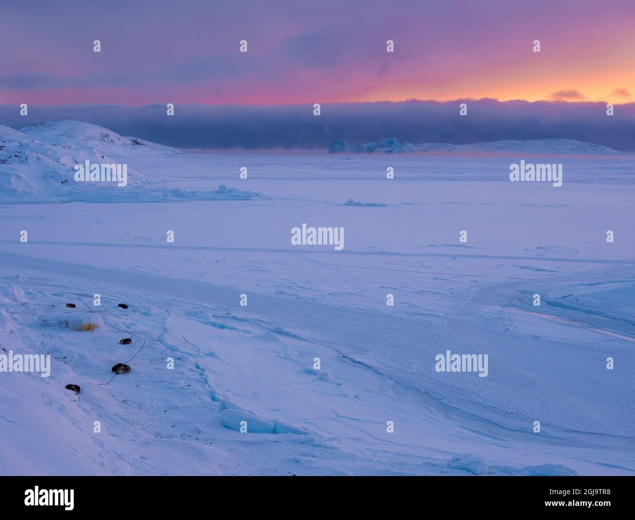 Schlittenhund. Winter in der Stadt Upernavik im Norden Grönlands am Ufer der Baffin Bay. Dänemark, Grönland Stockfoto