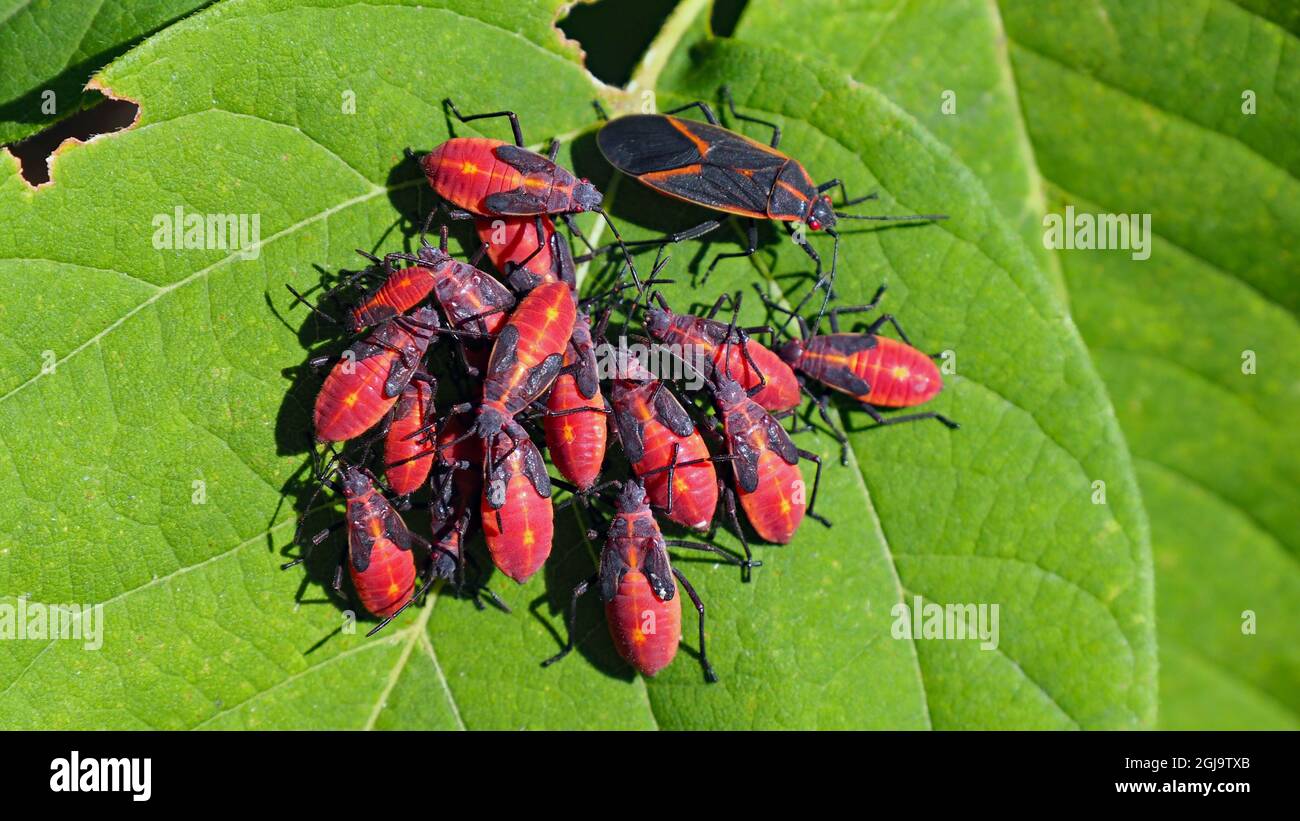 OLYMPUS DIGITALKAMERA - Nahaufnahme einer Familie von Käfern mit Kastenelder, die im Sonnenlicht auf einem Baumblatt im Wald ruhen. Stockfoto