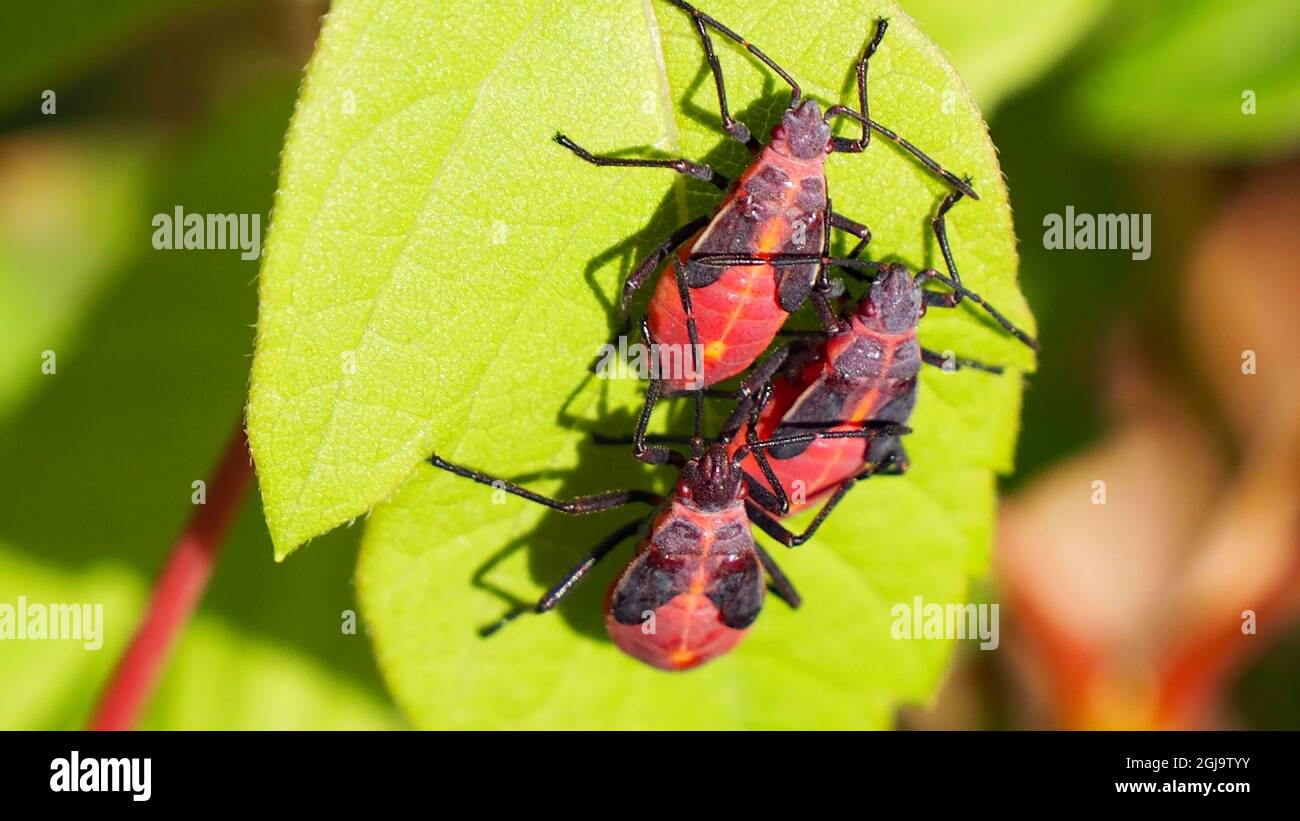 OLYMPUS DIGITALKAMERA - Nahaufnahme von drei jungen Käfern, die im Sonnenlicht auf einem Baumblatt im Wald ruhen. Stockfoto