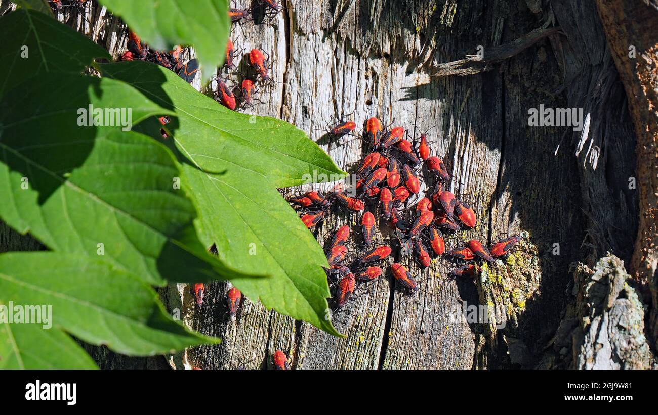 OLYMPUS DIGITALKAMERA - Nahaufnahme einer Familie von Käfern mit Kastenelder, die im Sonnenlicht auf einem Baumstamm im Wald ruhen. Stockfoto