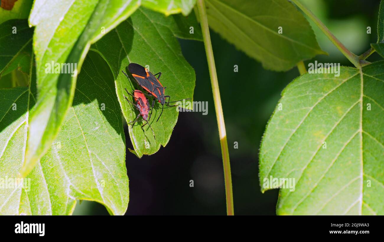 OLYMPUS DIGITALKAMERA - Nahaufnahme eines Erwachsenen und eines Baby-Box-Holunderkäfer, die im Sonnenlicht auf einem Baumblatt im Wald ruhen. Stockfoto