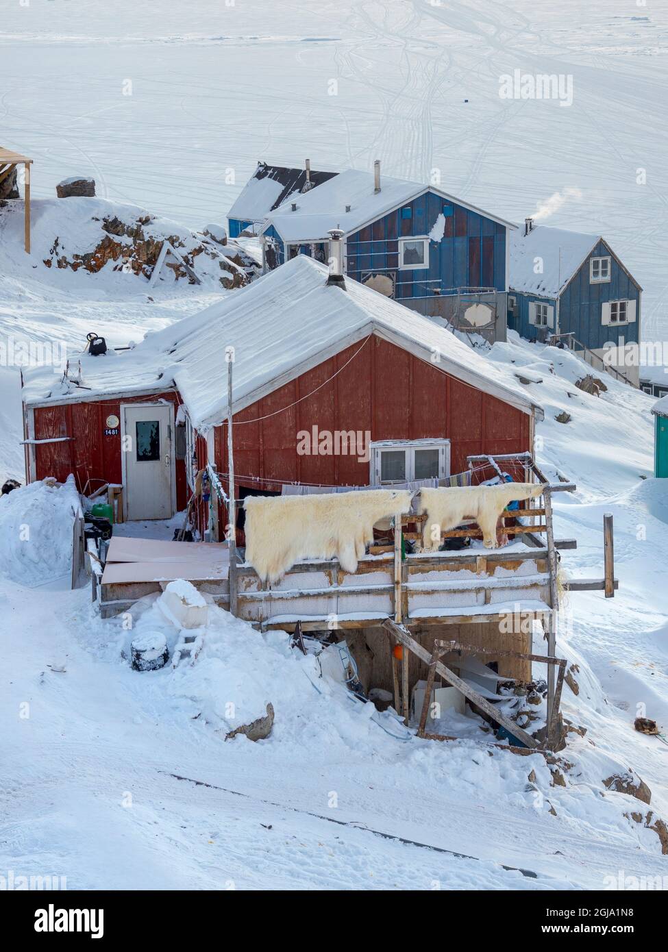 Fell eines gejagten Eisbären. Das traditionelle und abgelegene grönländische Inuit-Dorf Kullorsuaq liegt an der Melville Bay, im hohen Norden von West Gree Stockfoto