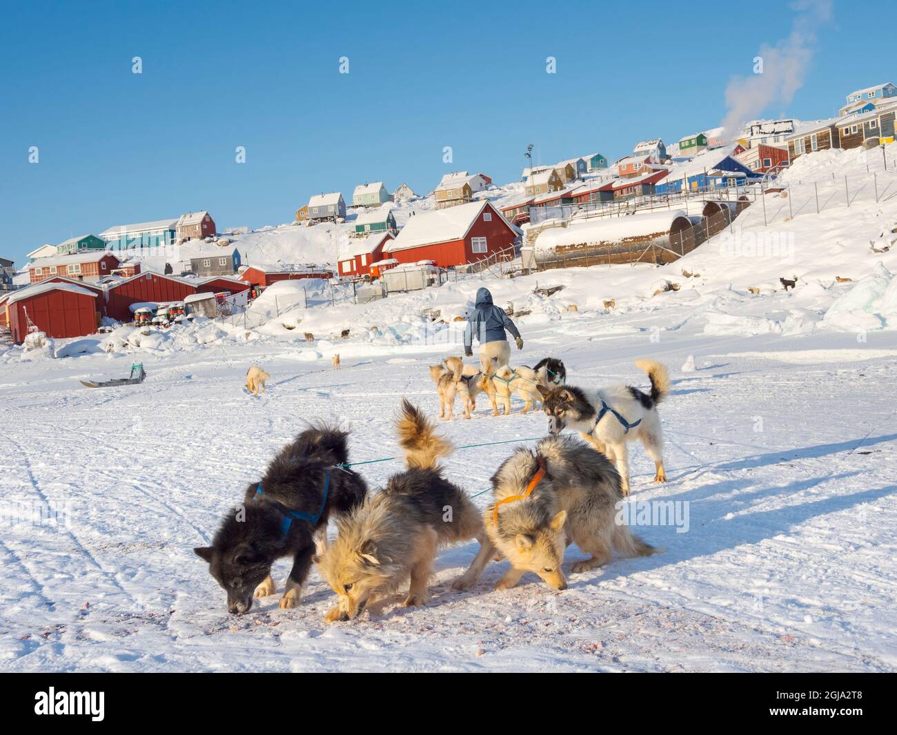 Vorspannen von Schlittenhunden. Der Jäger trägt traditionelle Hosen und Stiefel aus Eisbärenpelz. Der traditionelle und abgelegene grönländische Inuit-Schweller Stockfoto