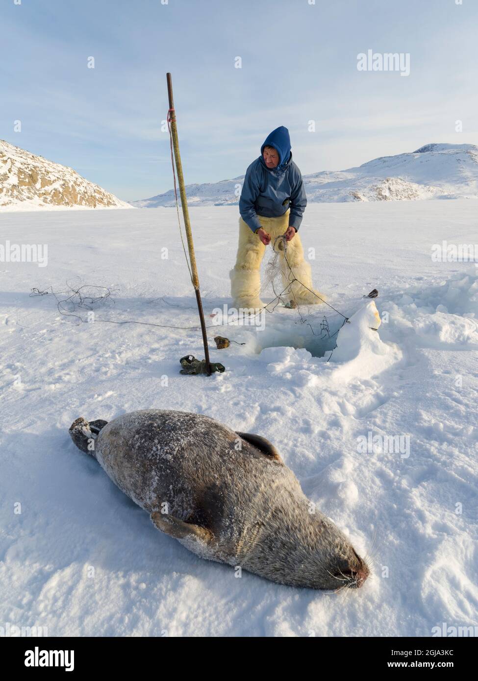 Eine Robbe aus einer Falle unter dem Meereis ernten. Inuit Jäger trägt traditionelle Hosen und Stiefel aus Eisbären Fell, Melville Bay in der Nähe Stockfoto