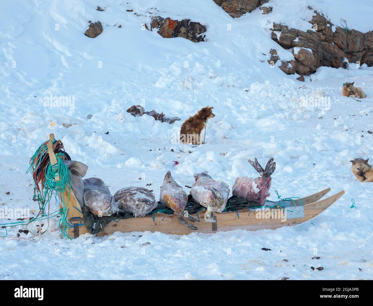 Gejagte und gehäutete Robben. Das traditionelle und abgelegene grönländische Inuit-Dorf Kullorsuaq, Melville Bay, Grönland, dänisches Territorium Stockfoto