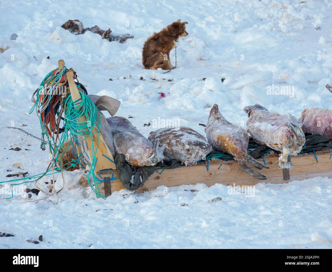 Gejagte und gehäutete Robben. Das traditionelle und abgelegene grönländische Inuit-Dorf Kullorsuaq, Melville Bay, Grönland, dänisches Territorium Stockfoto