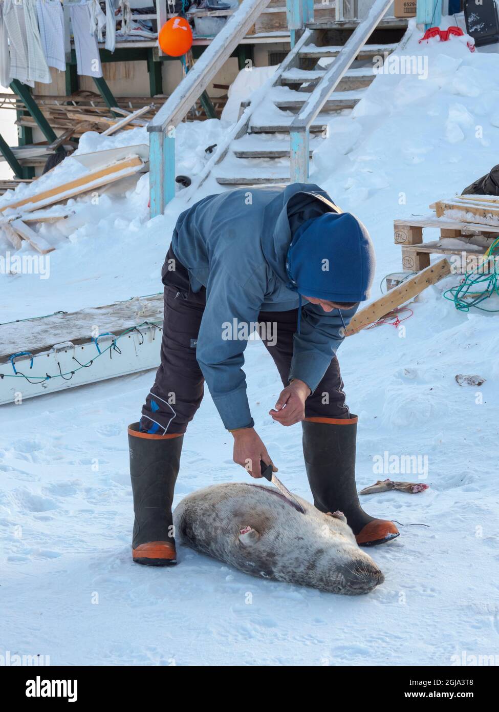 Enthäuten einer gejagten Robbe. Das traditionelle und abgelegene grönländische Inuit-Dorf Kullorsuaq, Melville Bay, Grönland, dänisches Territorium. (Redaktionelle Verwendung Stockfoto