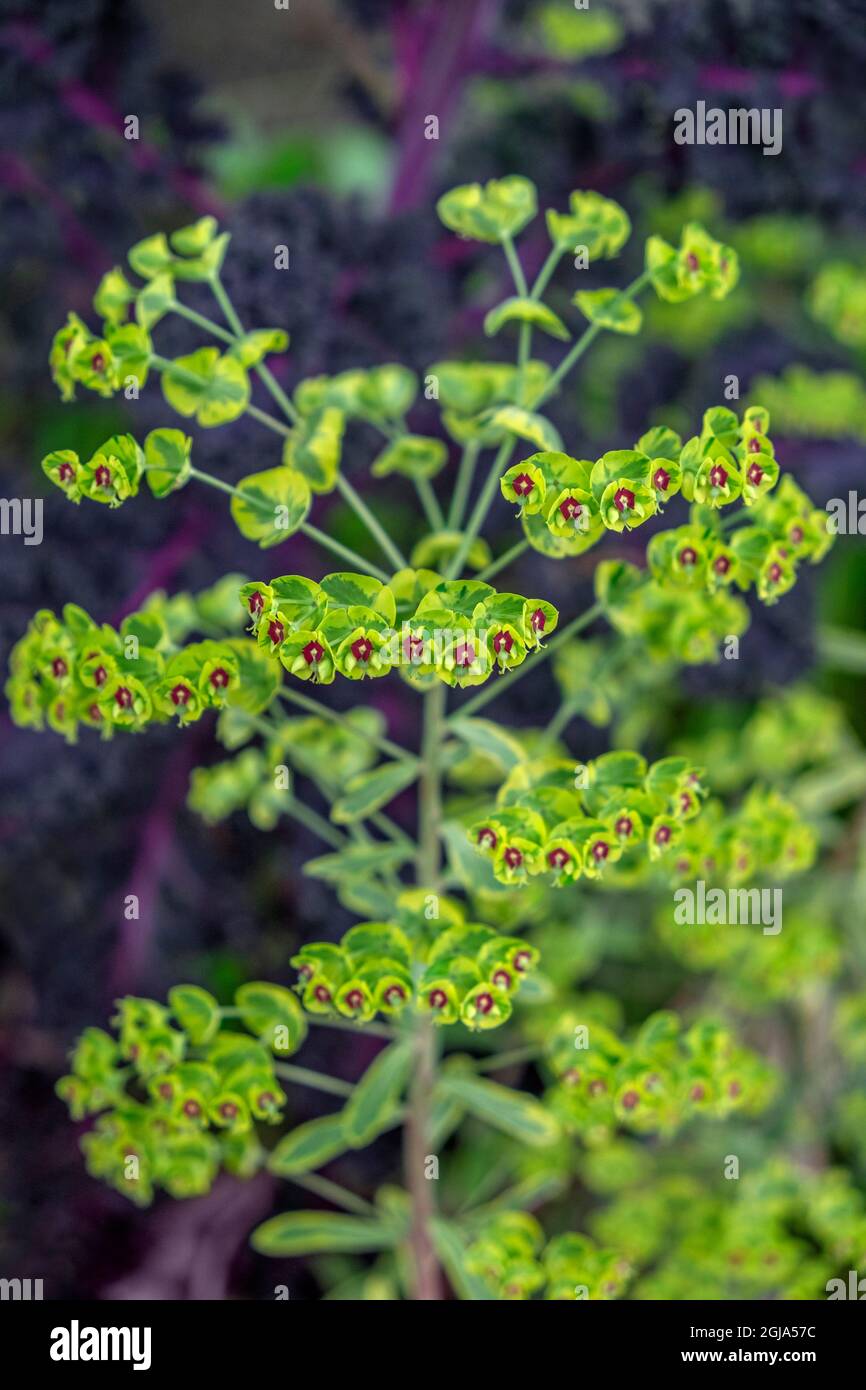 Belaubter Spurge Stockfoto
