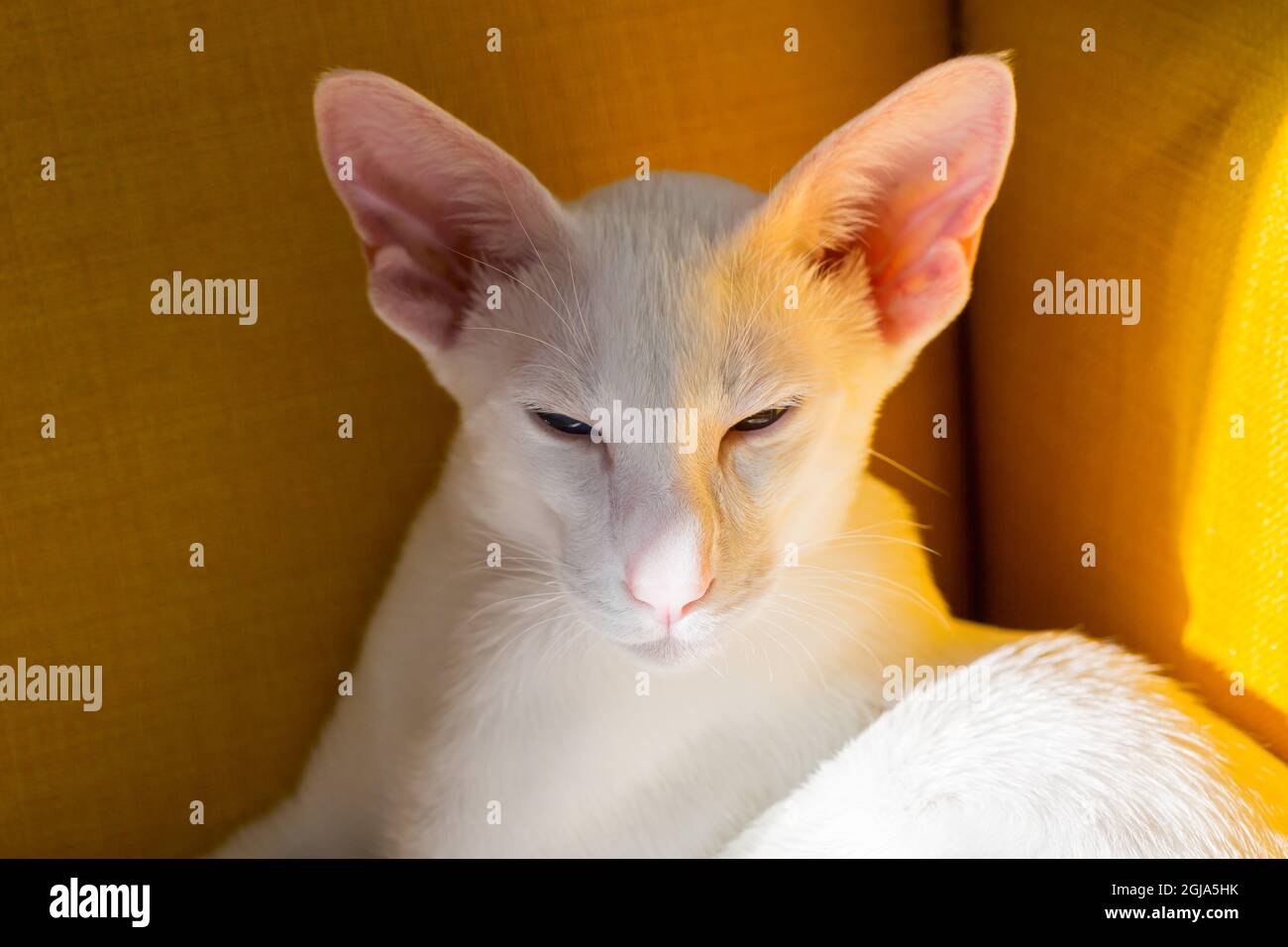 Orientalisches Kurzhaar weißes Kätzchen auf dem gelben Sessel Stockfoto