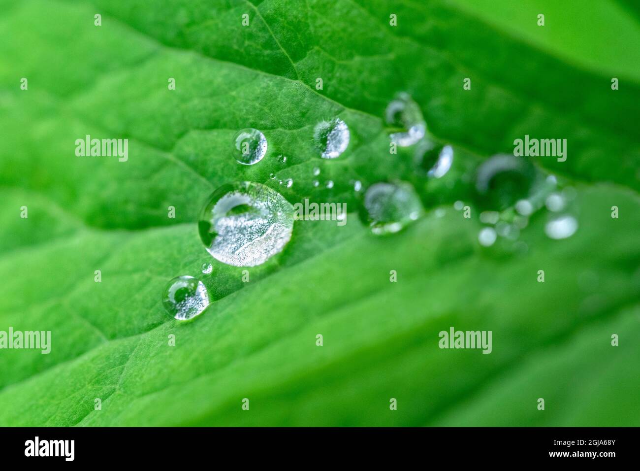 Wassertropfen auf Blatt Stockfoto