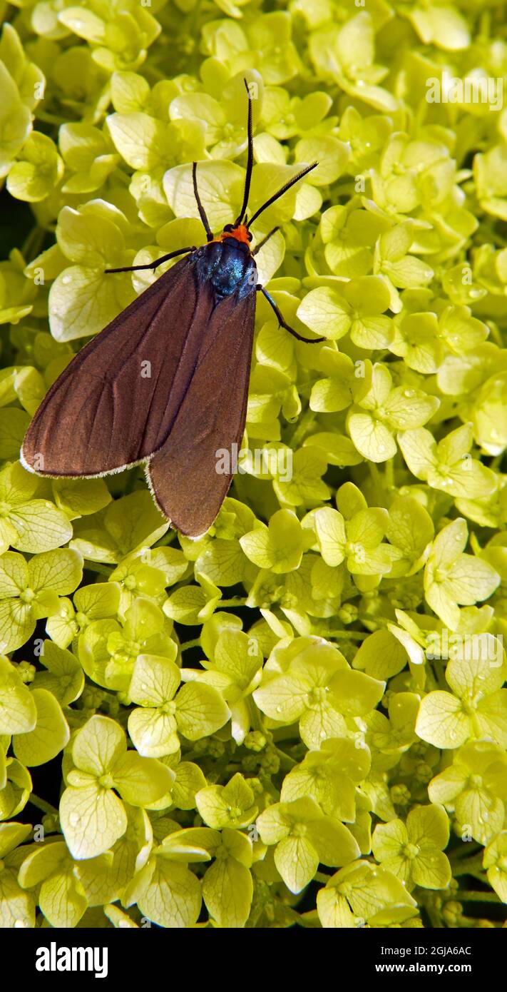 Nahaufnahme einer Virgina Ctenucha-Tigmote, die Nektar aus den gelben Blüten auf einer glatten Hortensienpflanze sammelt, die in einem Garten wächst. Stockfoto