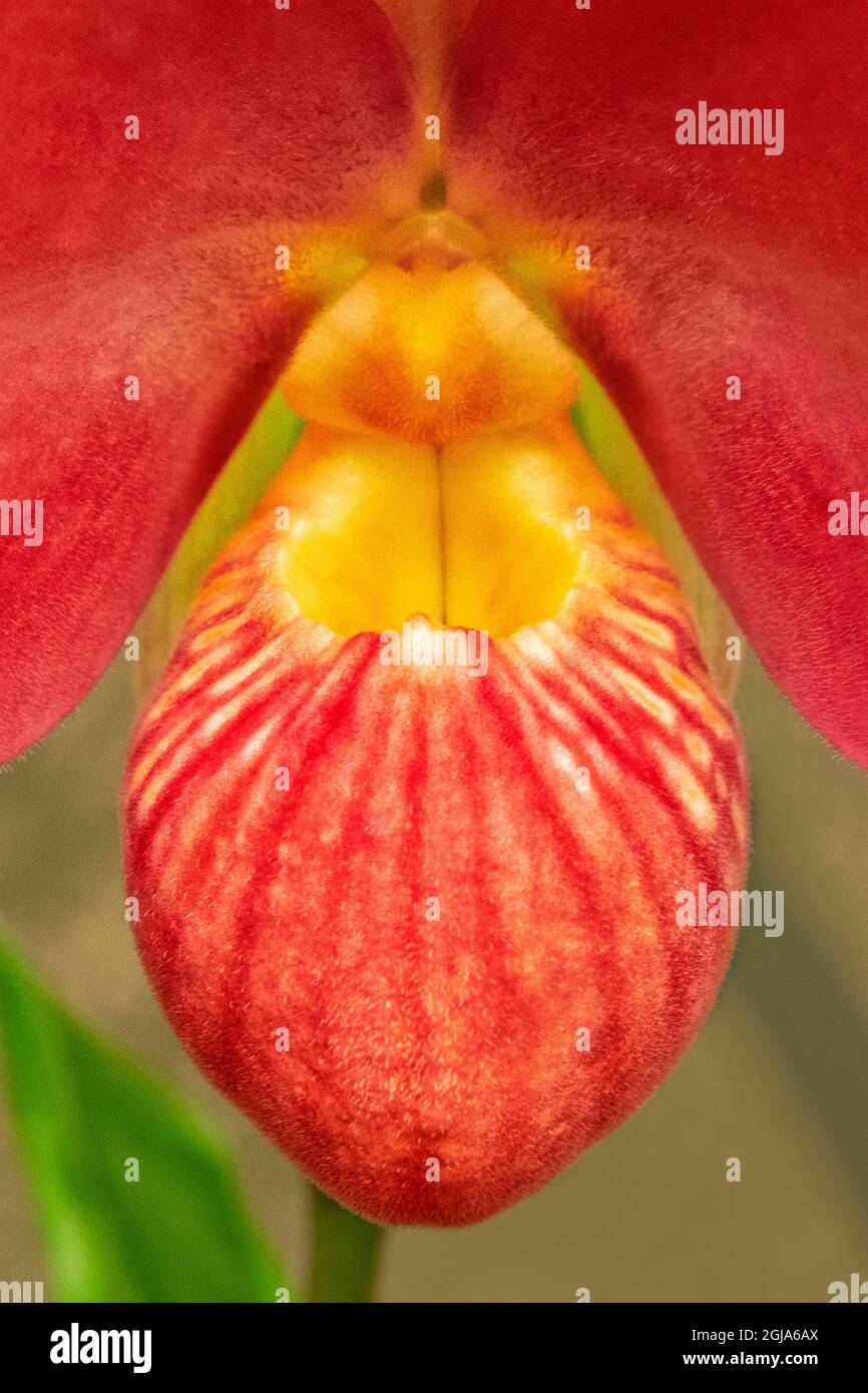 Phragmipedium besseae, Orchidee Stockfoto