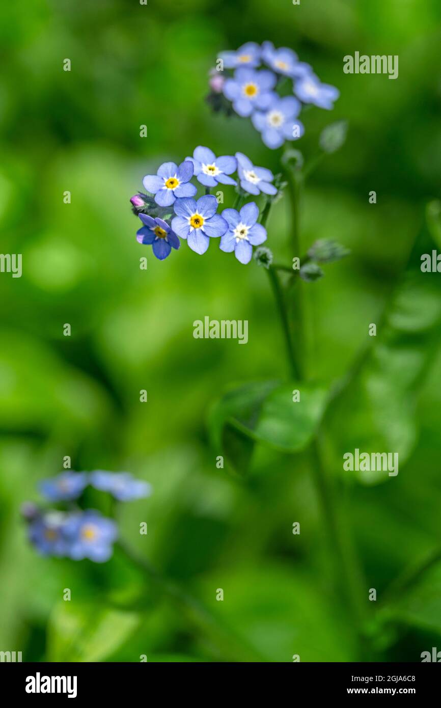 Alpine Vergissmeinnicht Stockfoto