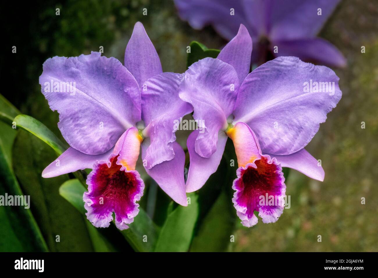 Zwei Violette Orchideen Stockfoto