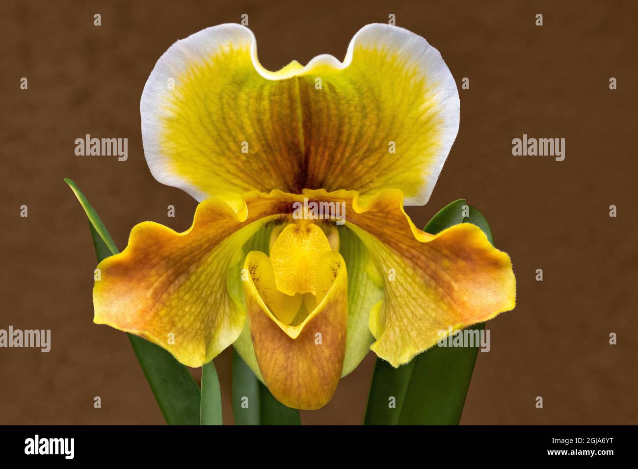 Golden Venus Slipper Stockfoto