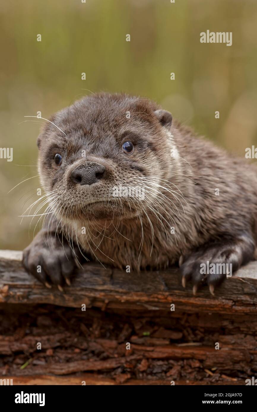North American River Otter. Stockfoto