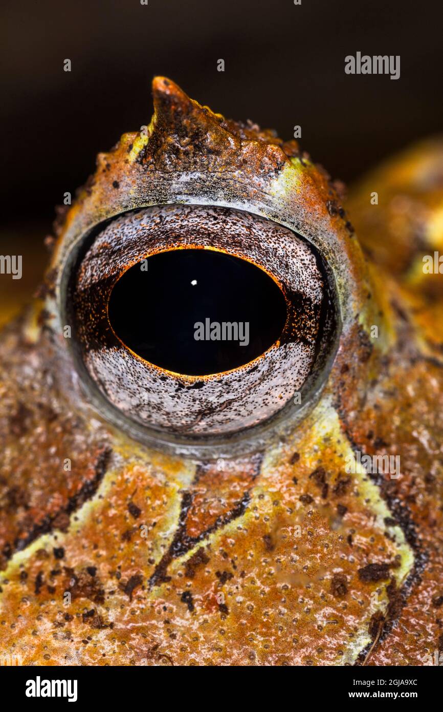 Nahaufnahme von Augendetails, südamerikanischer Hornfrosch, Stockfoto