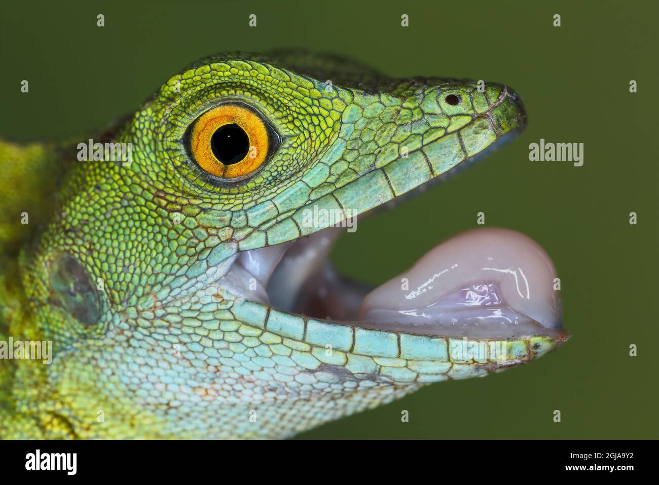 Nahaufnahme der Juvenile Green Basilisk-Eidechse mit offenem Mund und offener Zunge. Stockfoto