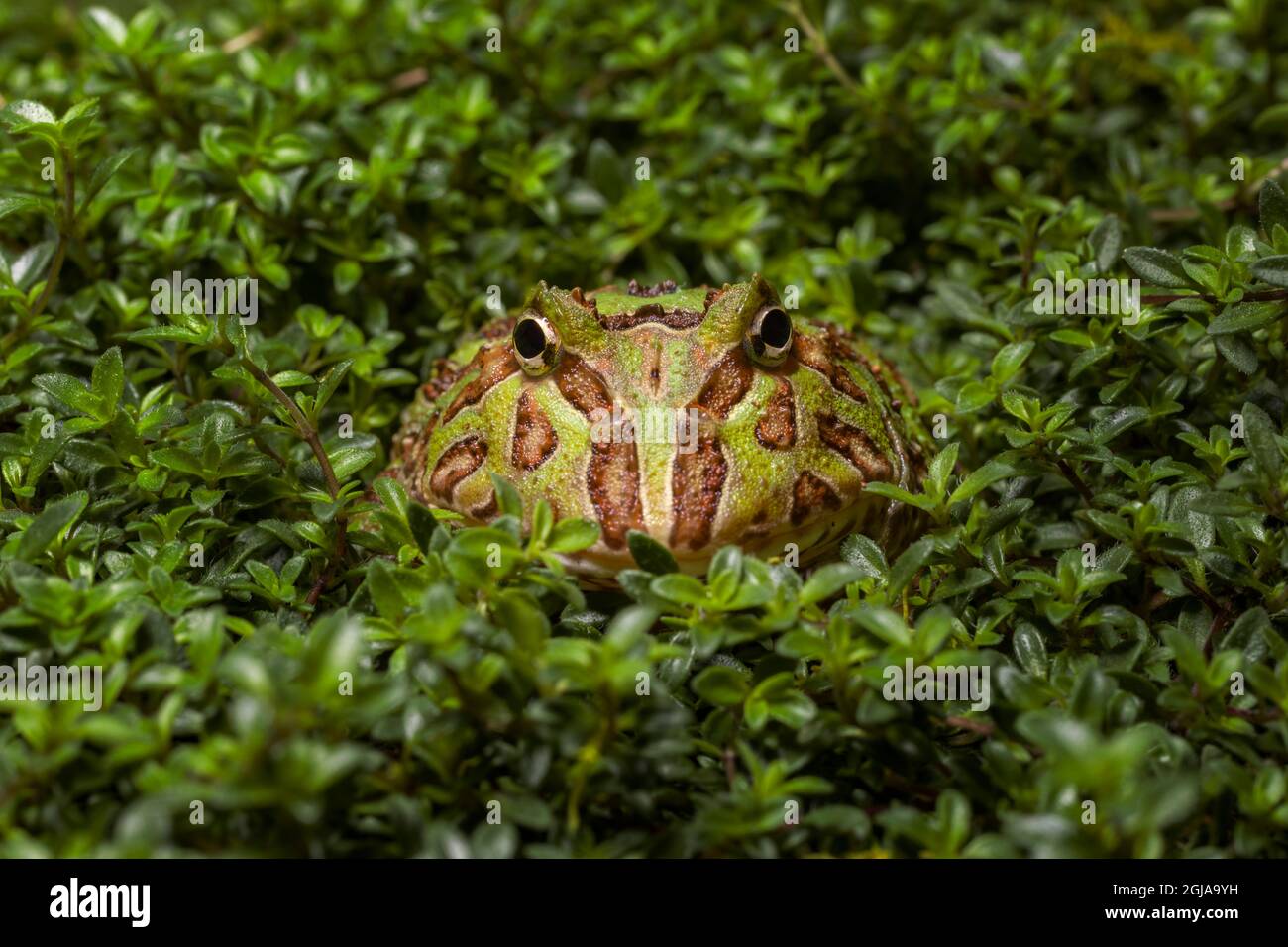 Südamerikanischer Hornfrosch Pacman Frosch Stockfoto