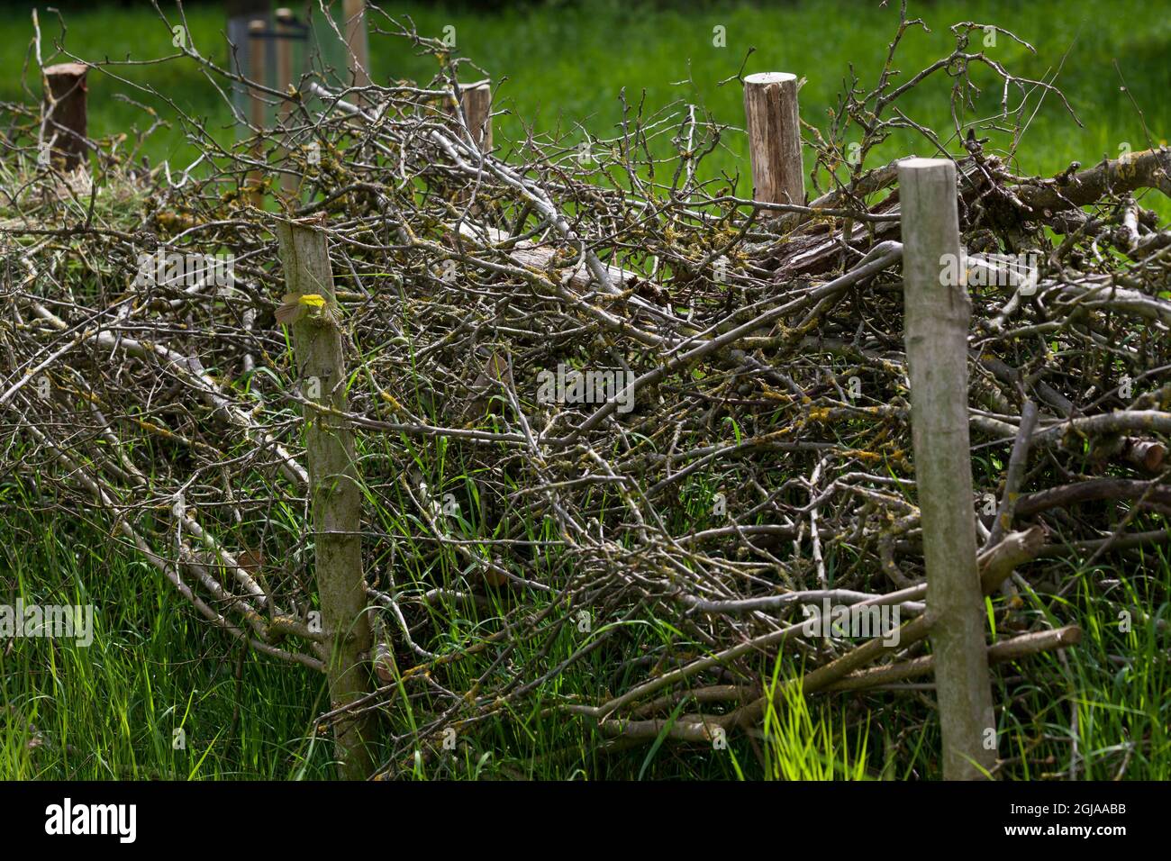 Zaun aus reisig Fotos und Bildmaterial in hoher Auflösung Alamy