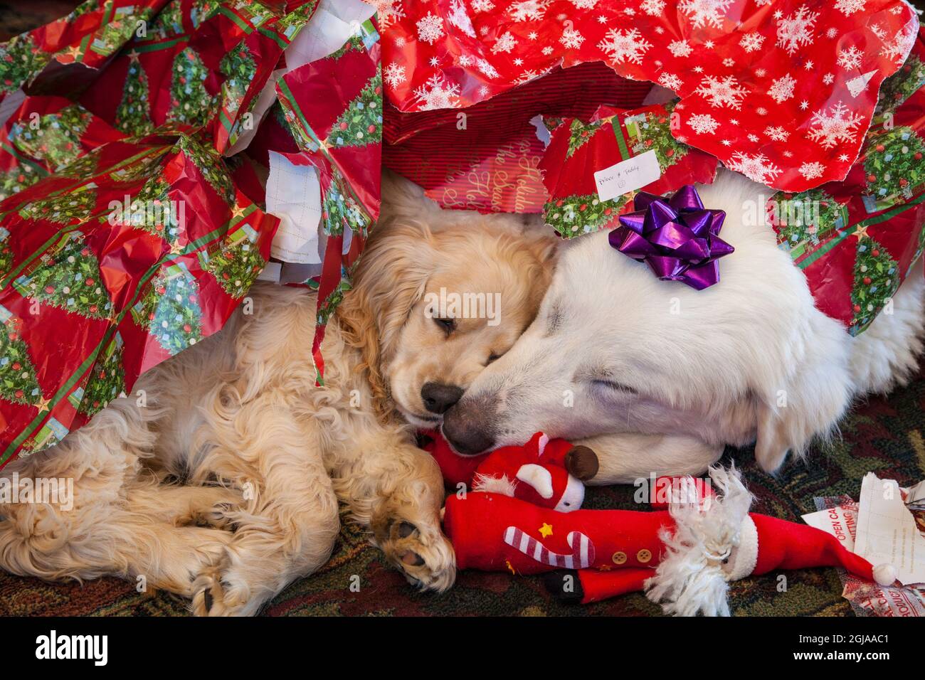 Cocker Spaniel und tolle Pyrenäenhunde inmitten von Weihnachtsgeschenken. Stockfoto